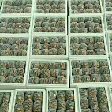 徐香猕猴桃一件代发包邮发货