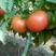 【齐达利西红柿】山东西红柿全国发货耐运输欢迎电话咨询