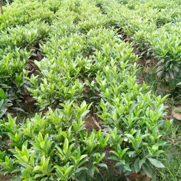 各种不同规格营养袋苗。非洲茉莉