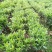 各种不同规格营养袋苗。非洲茉莉