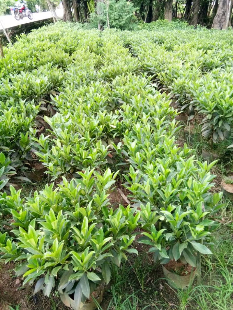 各种不同规格营养袋苗。非洲茉莉