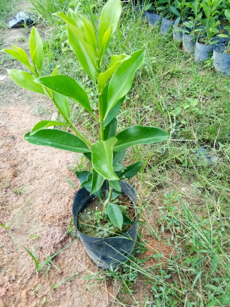 各种不同规格营养袋苗。非洲茉莉