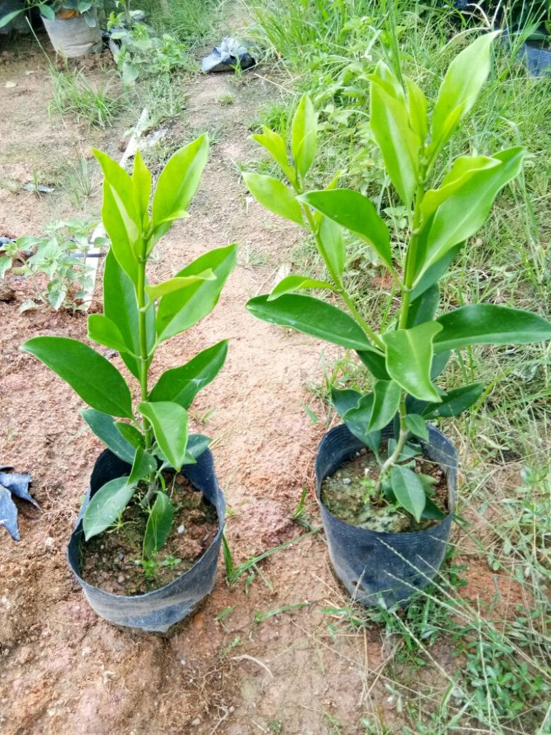 各种不同规格营养袋苗。非洲茉莉