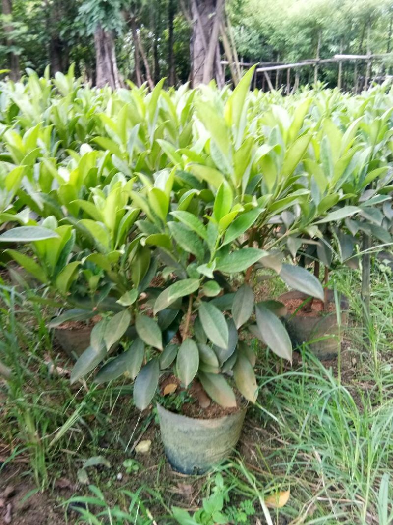 各种不同规格营养袋苗。非洲茉莉