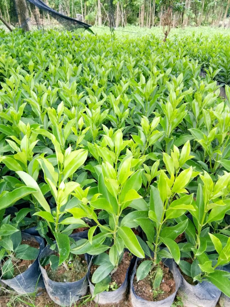 各种不同规格营养袋苗。非洲茉莉
