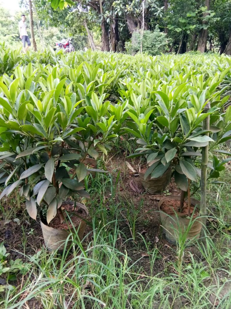 各种不同规格营养袋苗。非洲茉莉