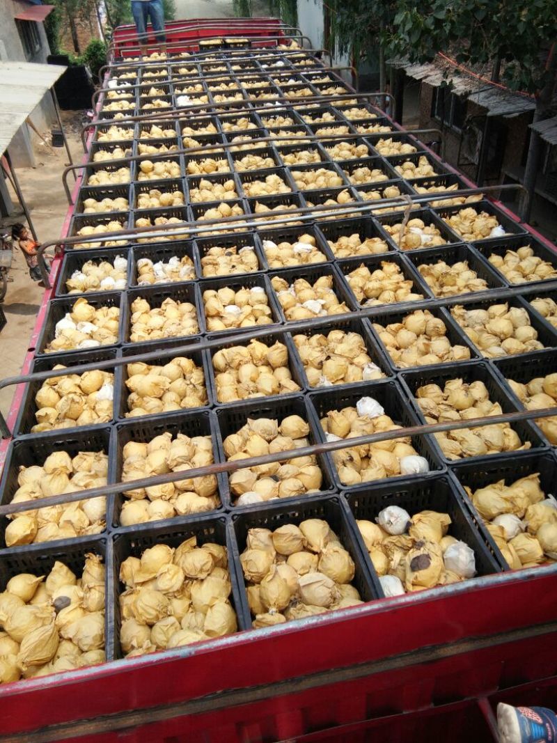 金磊果品站大量供应皇冠梨纸袋250~350g梨小二