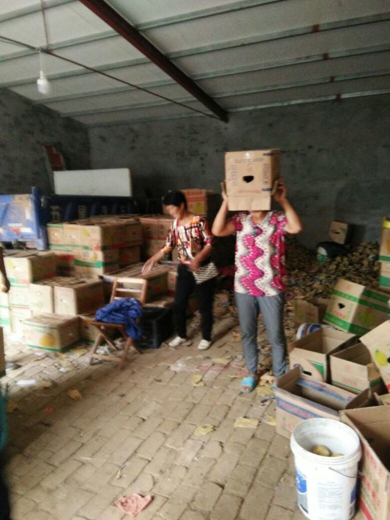 金磊果品站大量供应皇冠梨纸袋250~350g梨小二