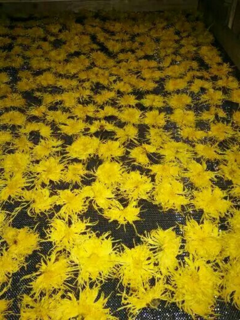 干菊花