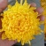 干菊花