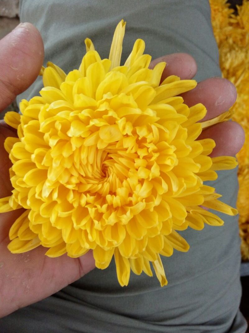 干菊花