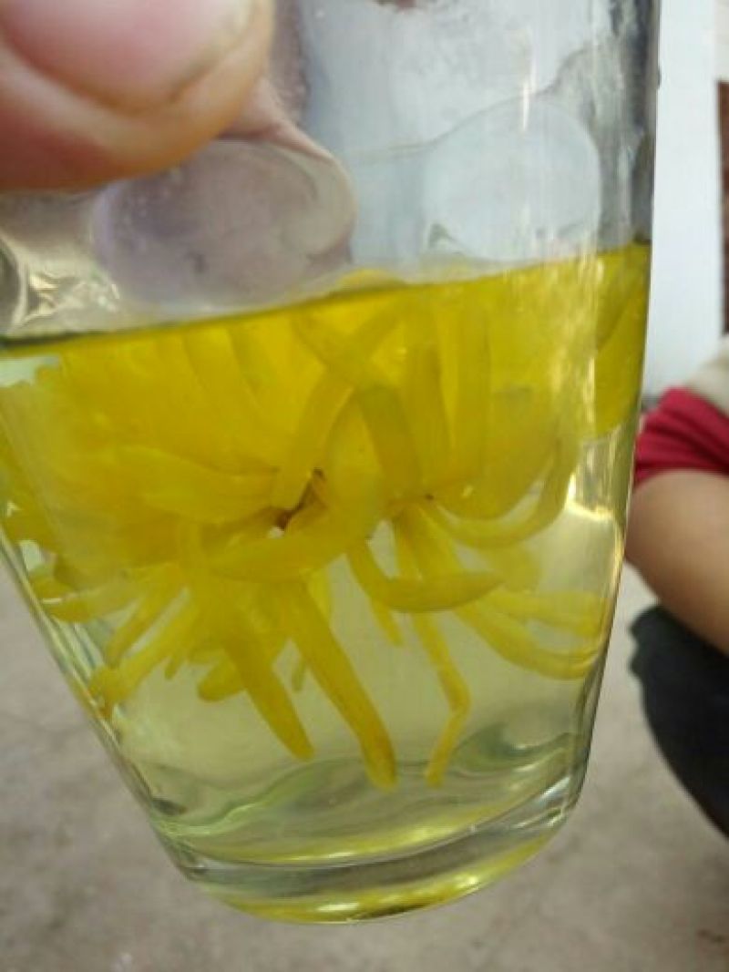 干菊花
