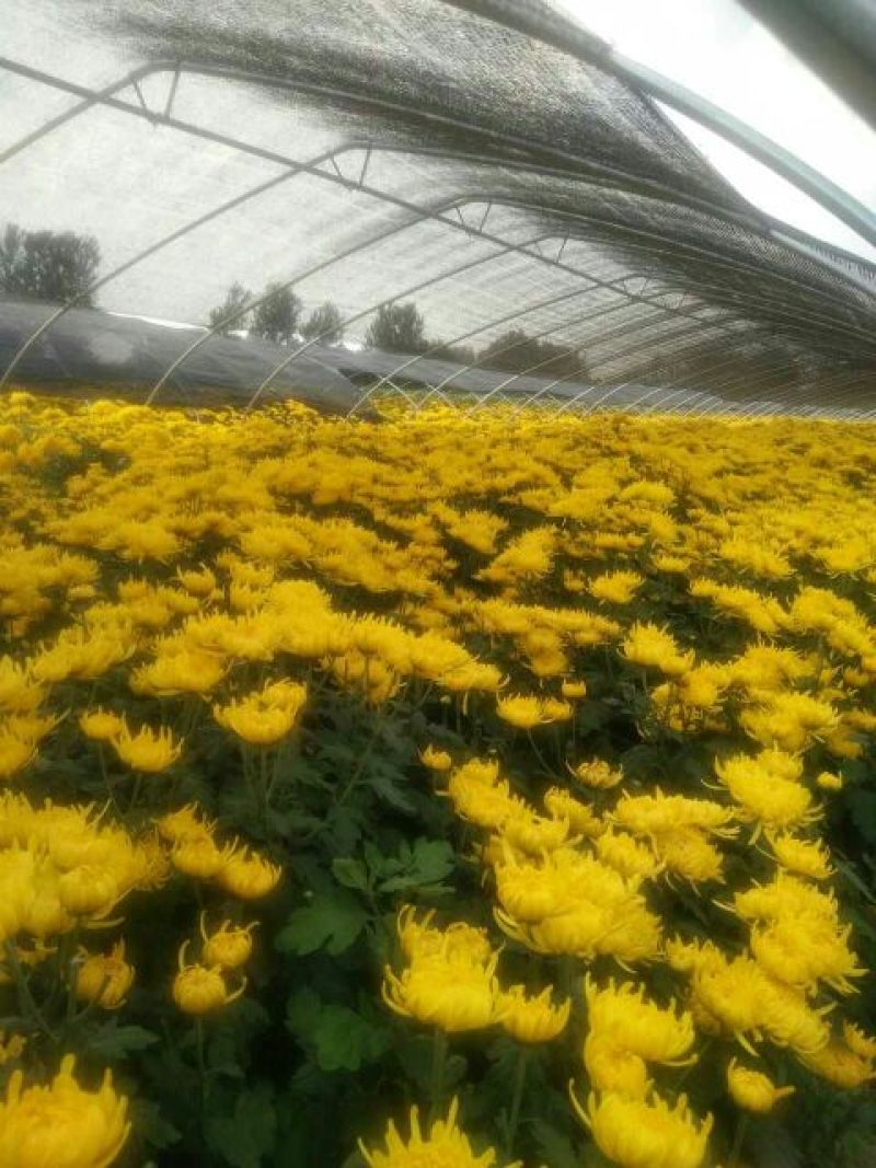 干菊花