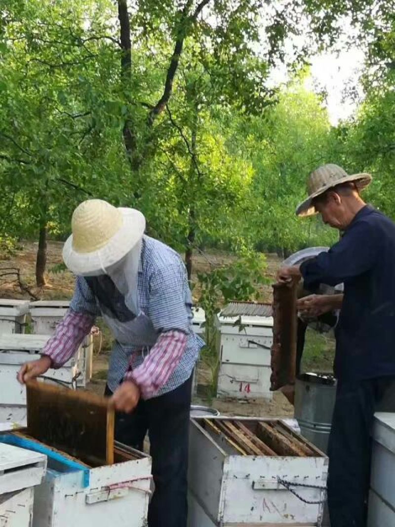枣花蜜2斤