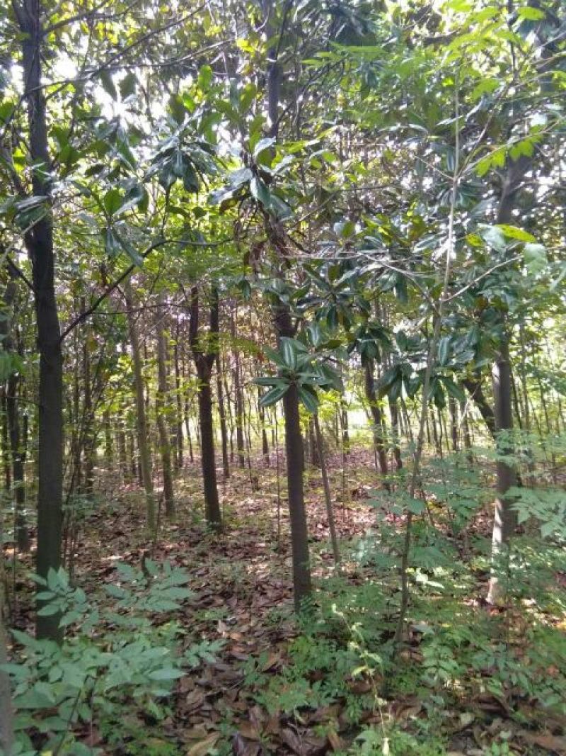 枇杷树20~30cm