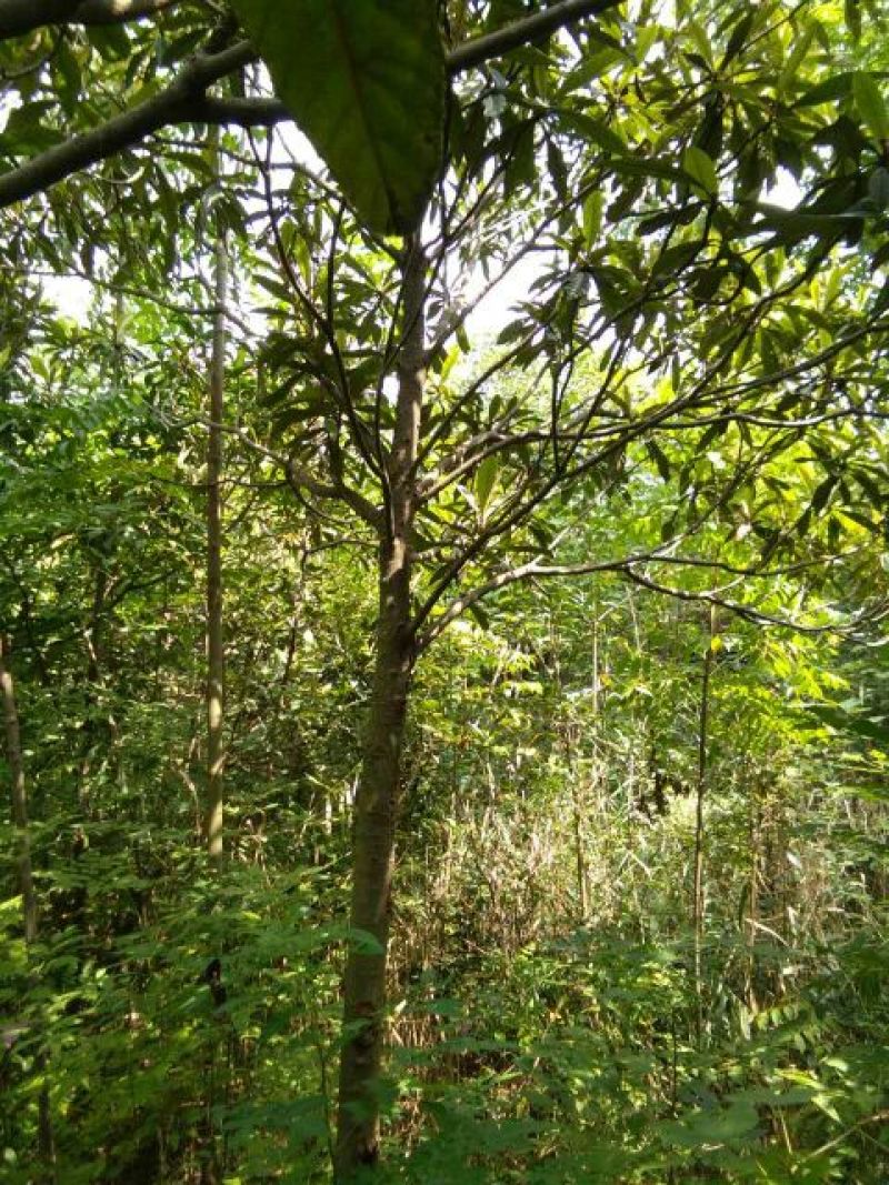 枇杷树20~30cm