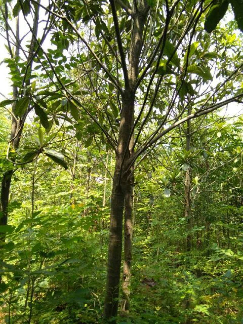枇杷树20~30cm