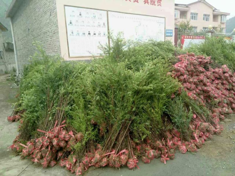 南方红豆杉2cm以下4cm以下0.5米以下