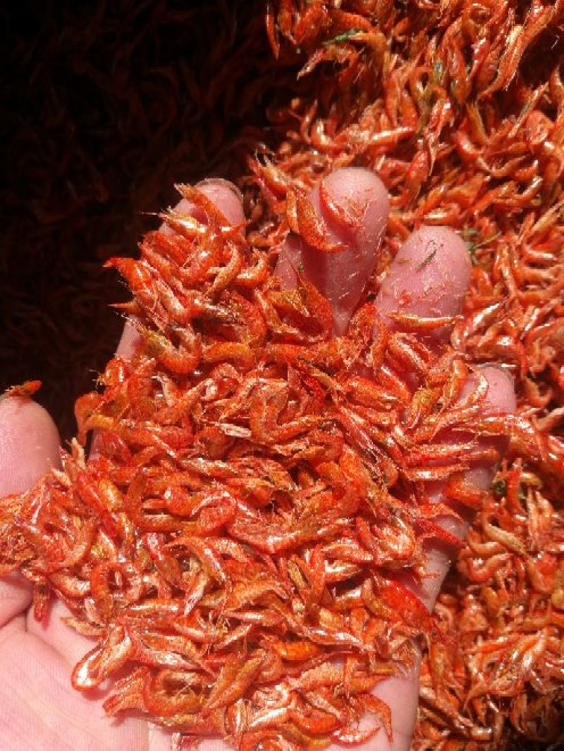 红虾干