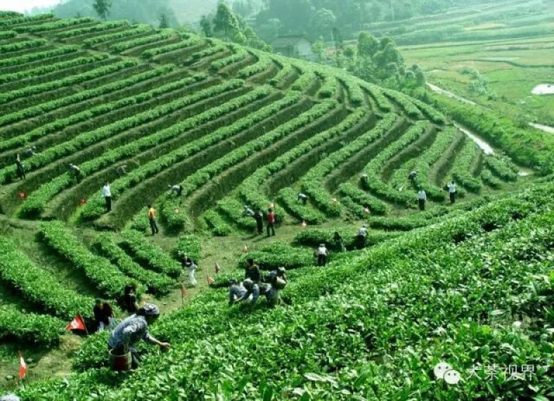 岩茶一级