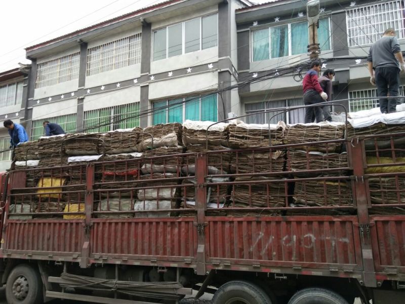 杜仲皮，板皮保质保量产地一手货源