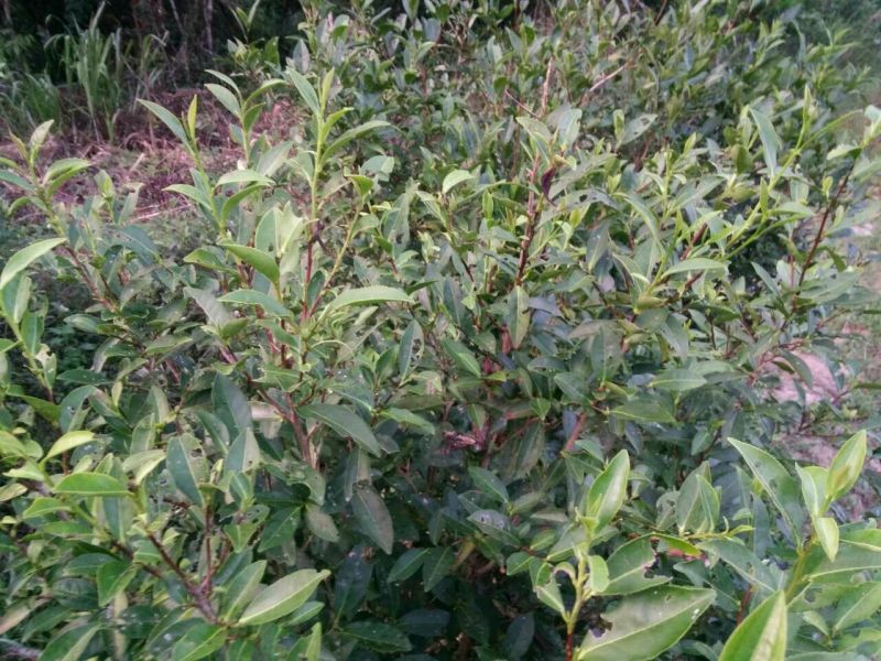 岩茶一级