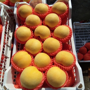 黄金果