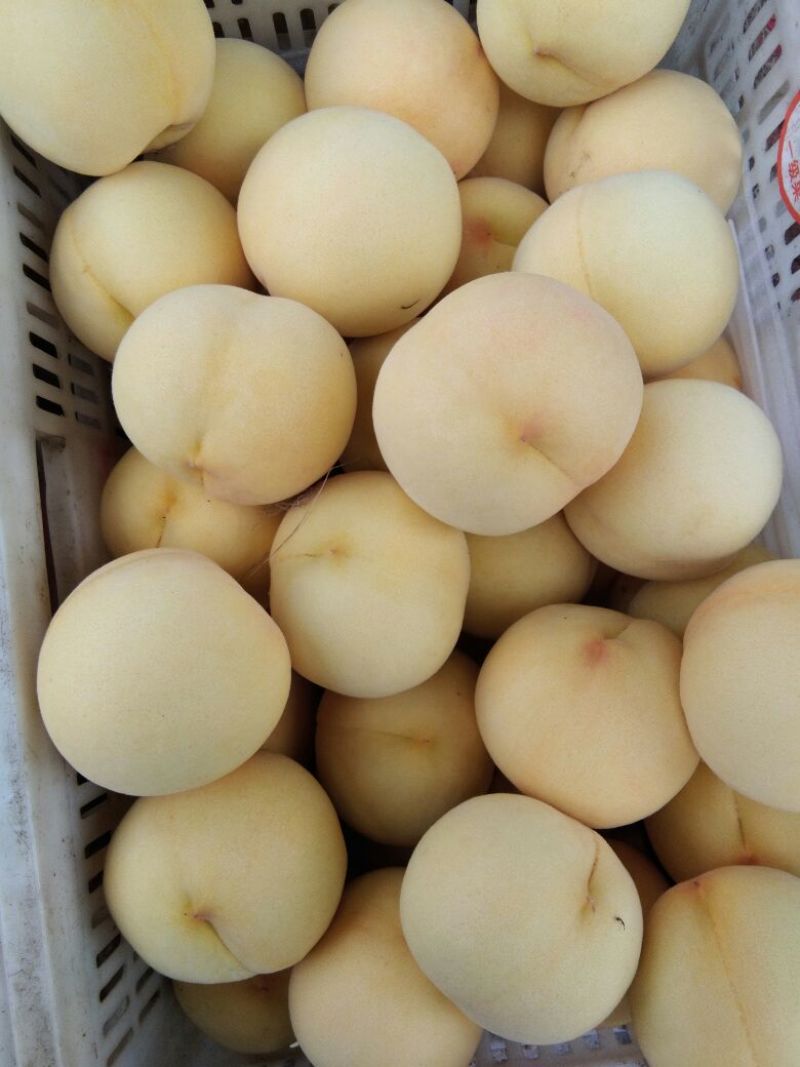 黄金果