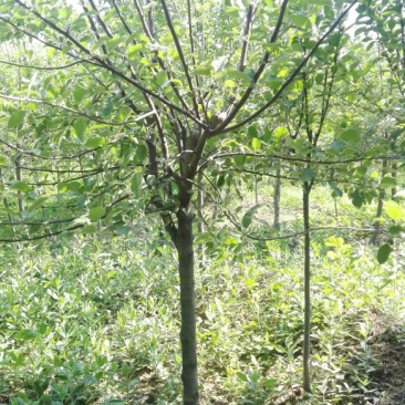红富士苹果树苗80cm以上