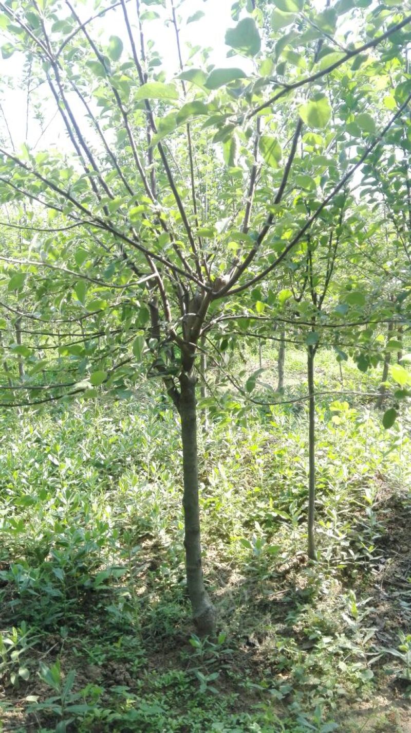 红富士苹果树苗80cm以上