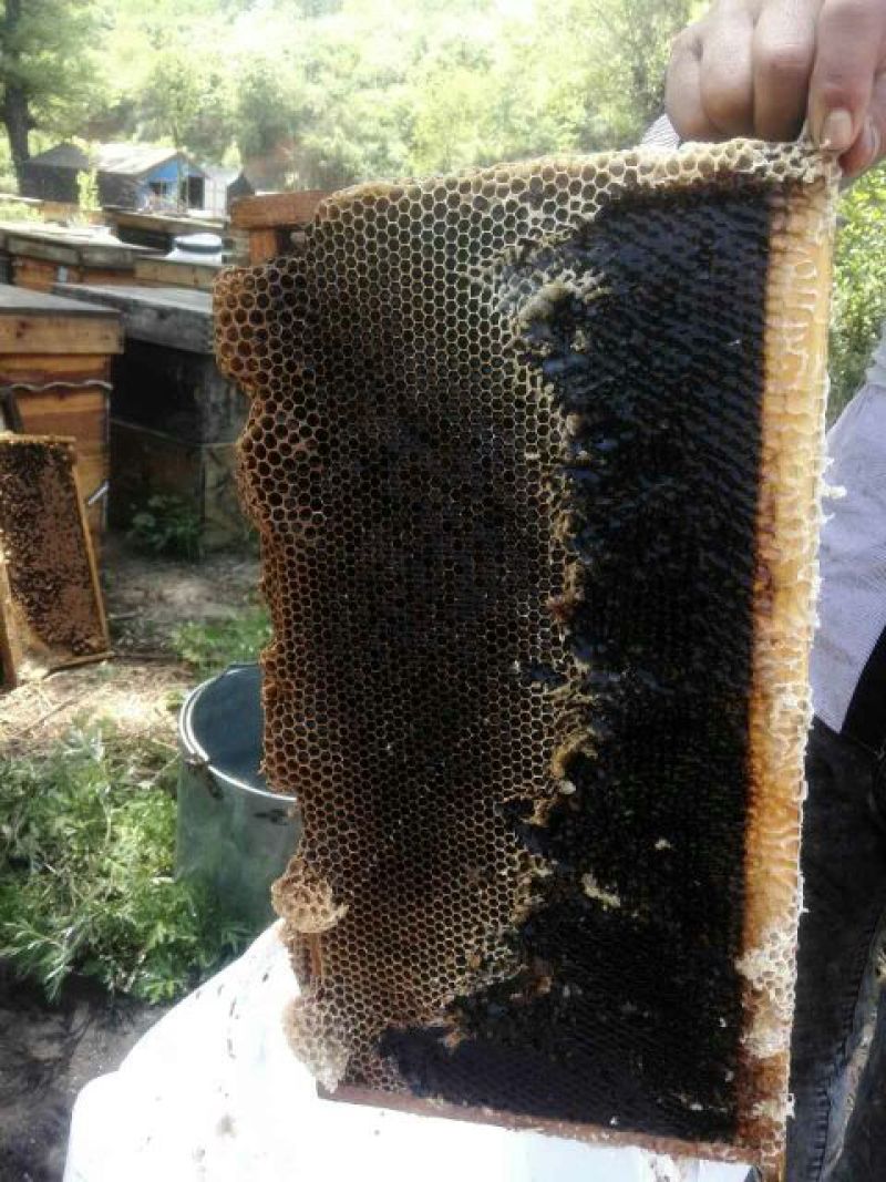 深山百花蜜，免费寄样本。纯蜜没喂糖，没药残留，支持化验。