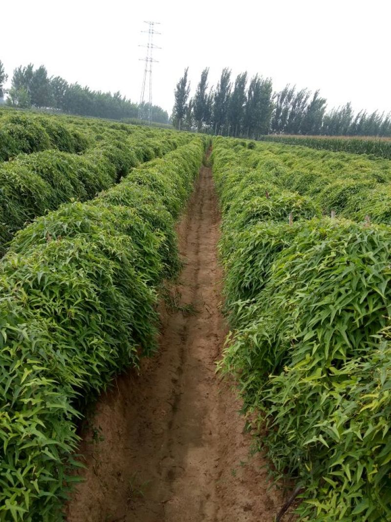 九斤黄山药4~6厘米特级通货70~90厘米