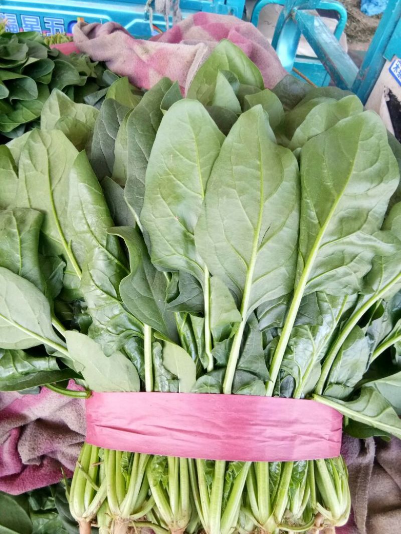 大叶菠菜产地发货品质保证欢迎联系接商超市场电商