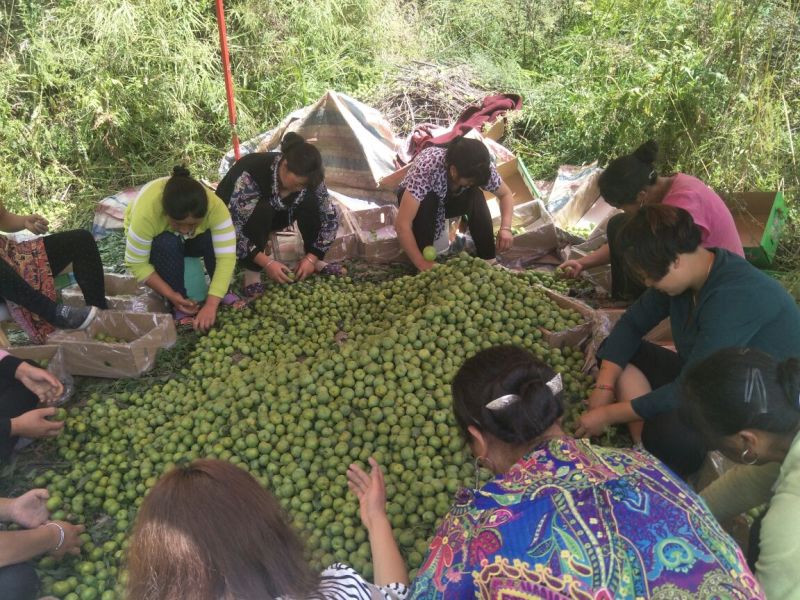 青翠李子长期稳定