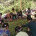 青翠李子长期稳定