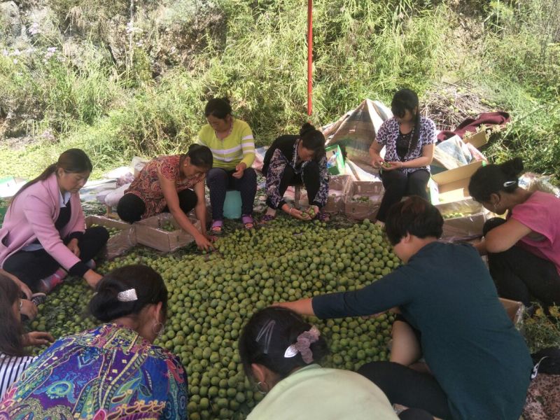 青翠李子长期稳定