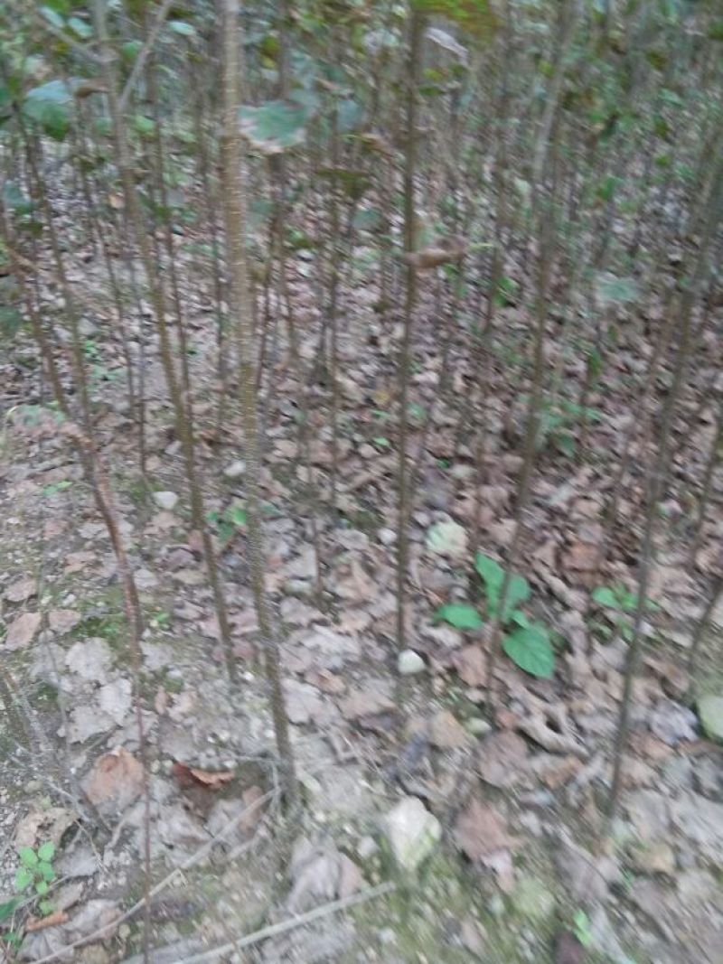白桦苗，30~50cm货真价实，保证质量，信誉第一，