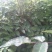刺嫩芽苗，刺龙芽苗，刺脑包苗现挖现发产地直供