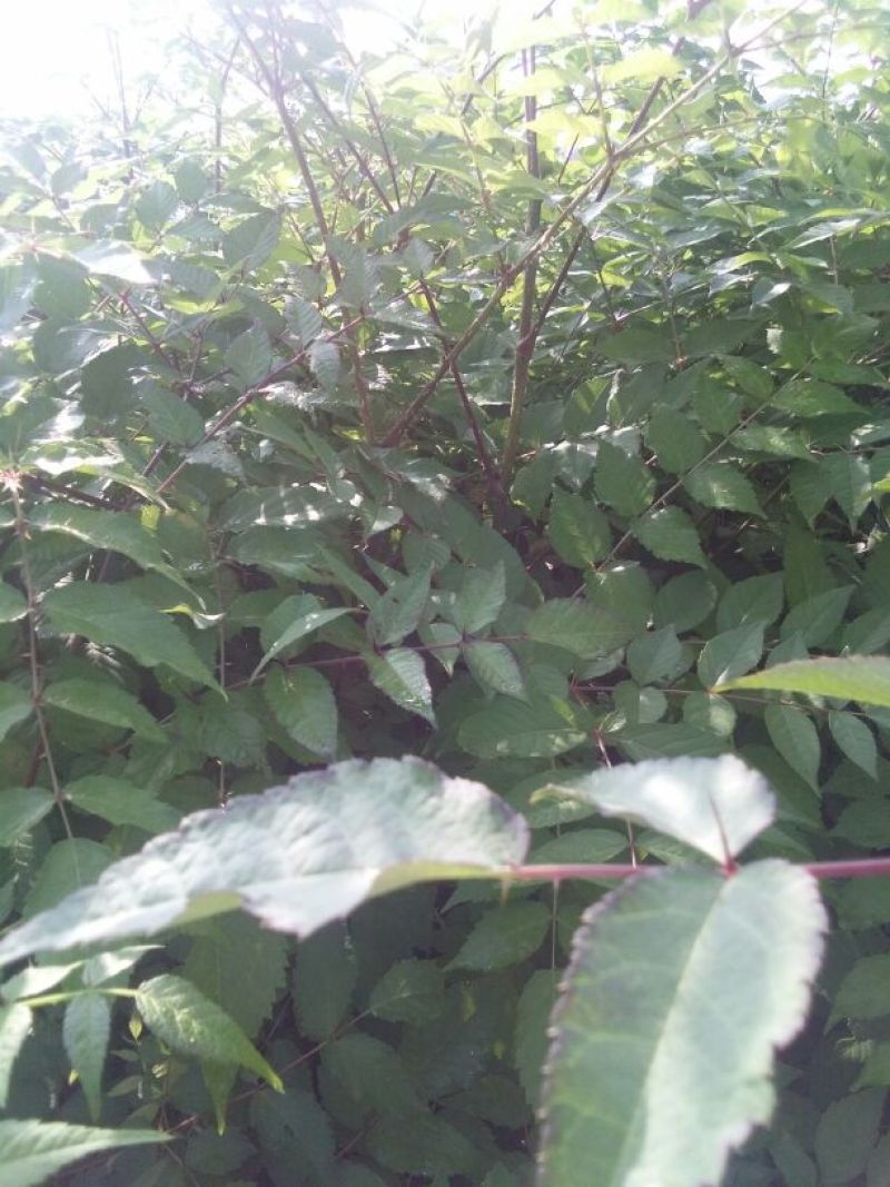 刺嫩芽苗，刺龙芽苗，刺脑包苗现挖现发产地直供