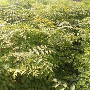 刺嫩芽苗，刺龙芽苗，刺脑包苗现挖现发产地直供