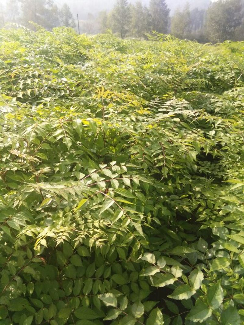刺嫩芽苗，刺龙芽苗，刺脑包苗现挖现发产地直供