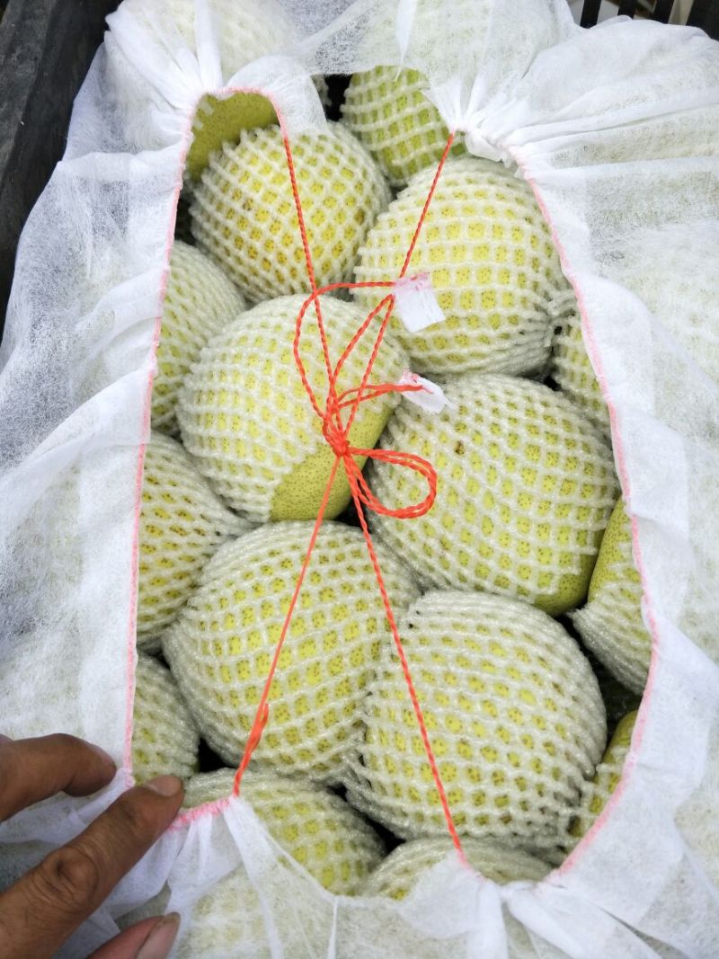 砀山梨光果300~350g