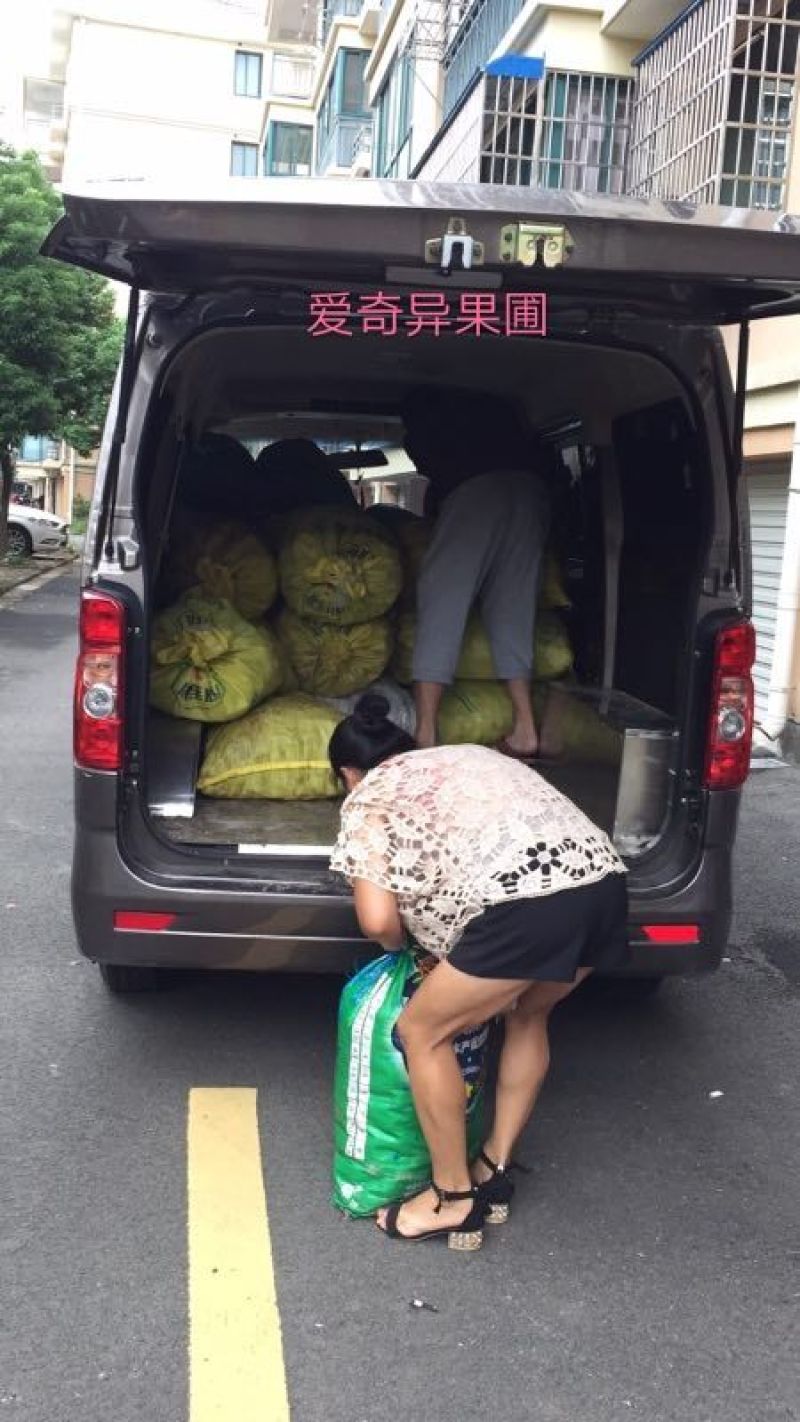 有需要的老板可以随时到果园看果（红阳红心猕猴桃）