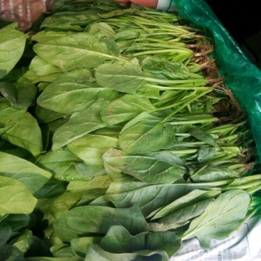 菠菜25~30厘米