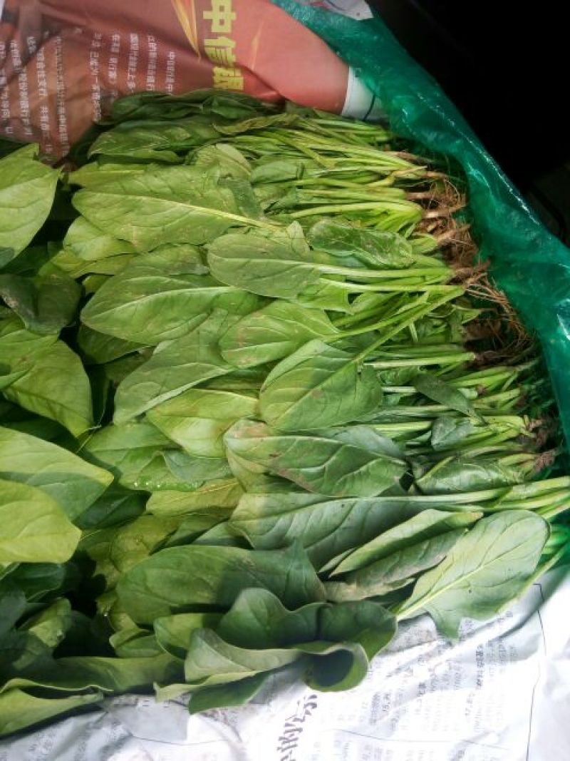 菠菜25~30厘米