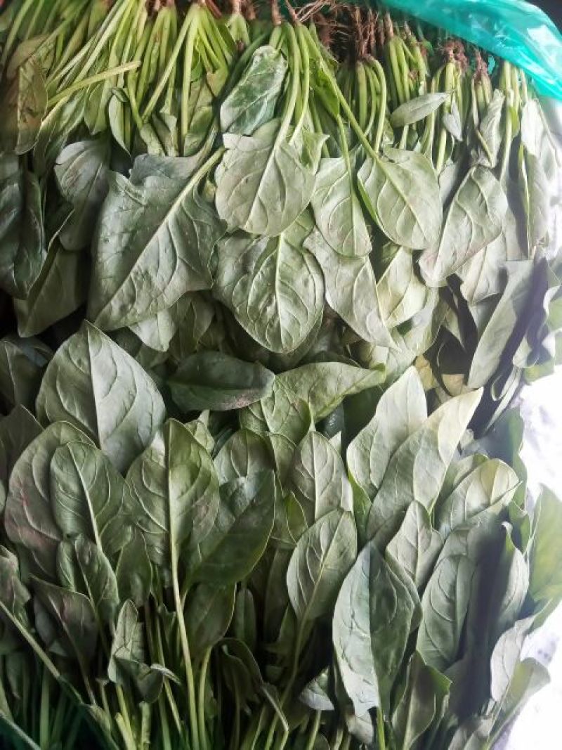 菠菜25~30厘米