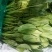 菠菜25~30厘米
