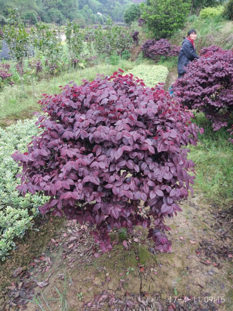 红花继木苗10~20cm
