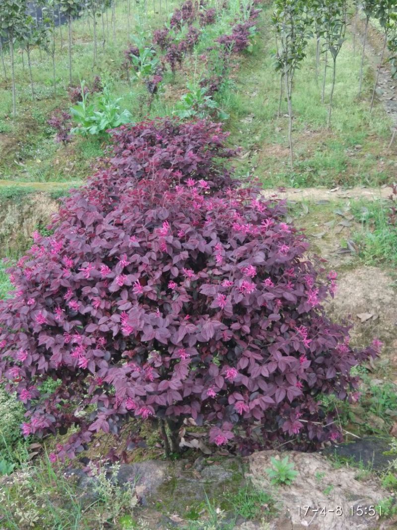 红花继木苗10~20cm