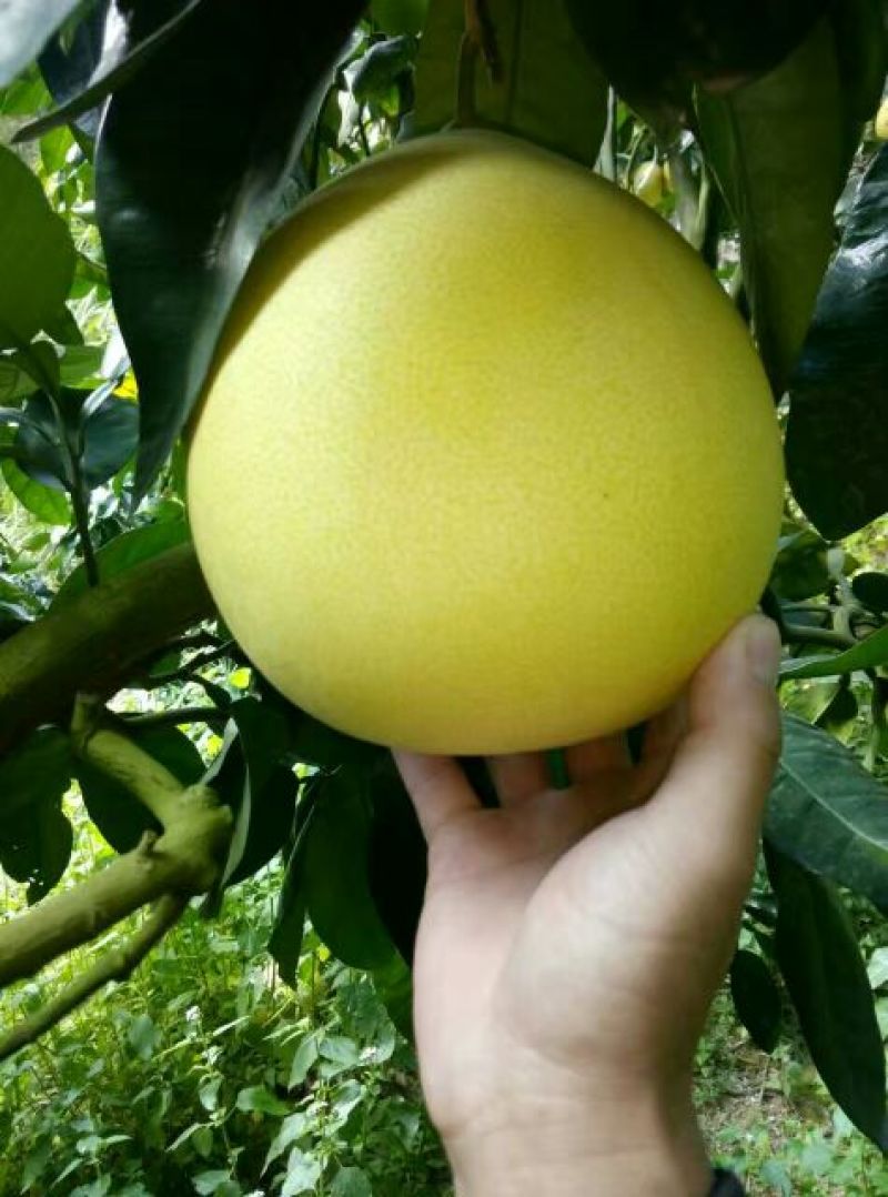 红心柚福建平和柚子琯溪蜜柚皮薄多汁量大从优